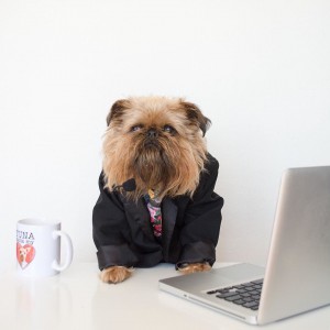 Puppy in Business Casual Outfit