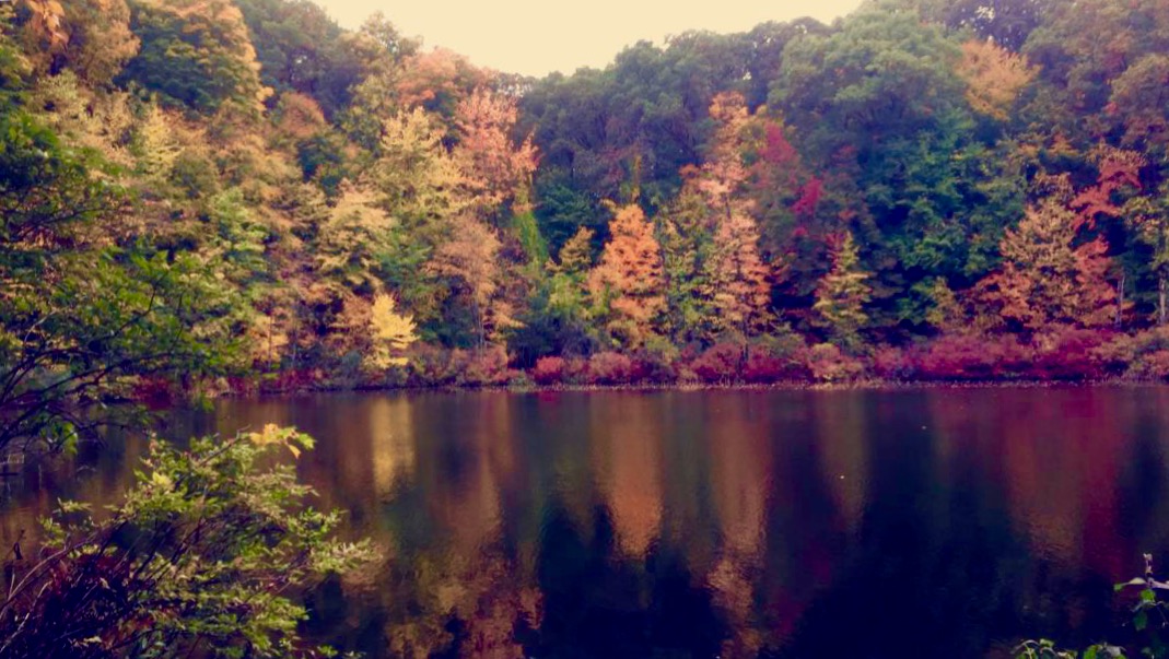 Fall foliage at Seneca Lake State Park