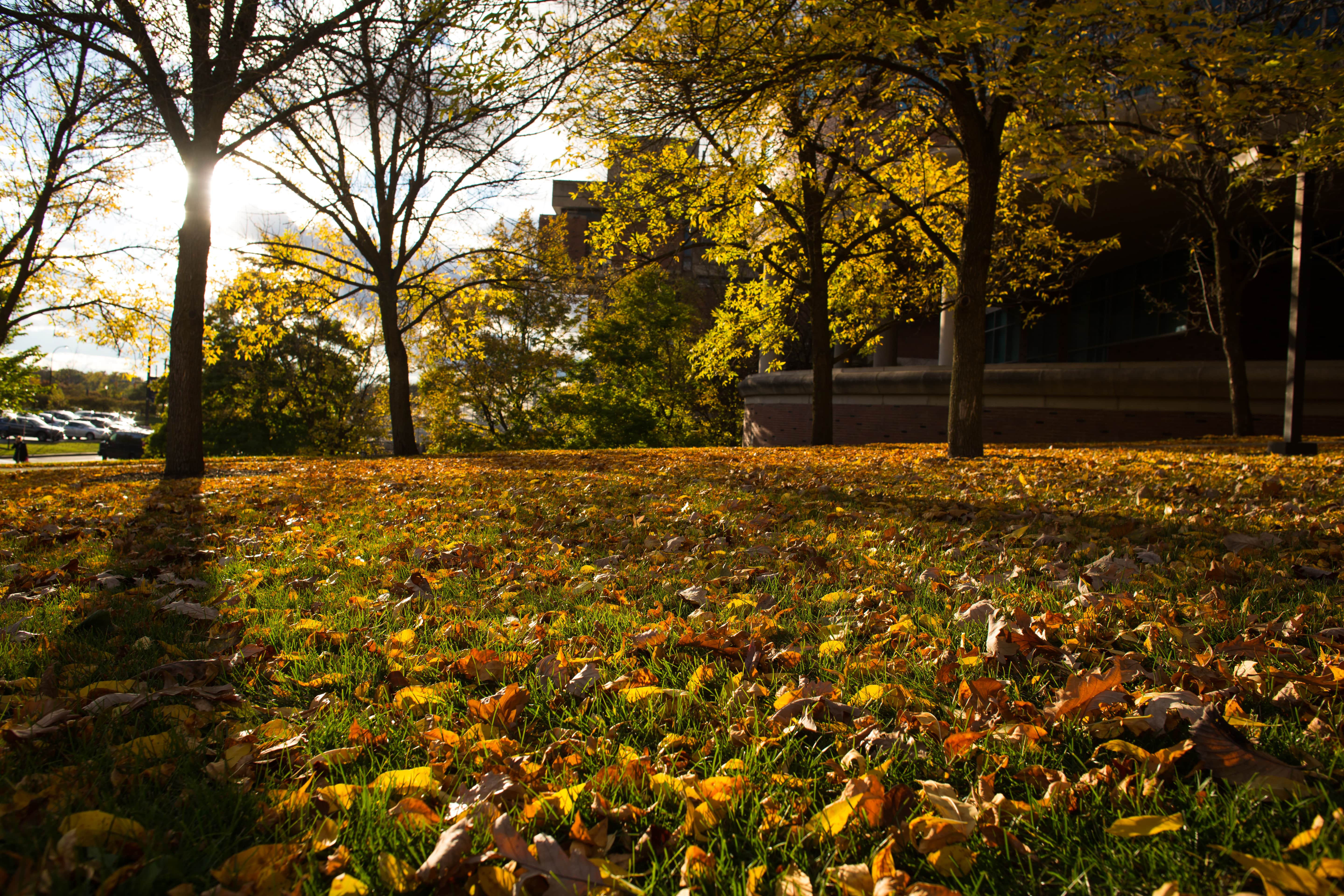 2016-10-28_leaves_003-min