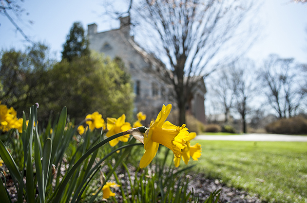 Daffodils in front of Eastman House