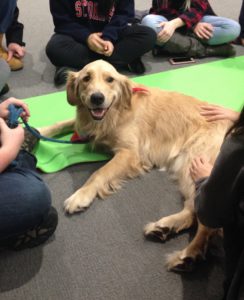 Therapy Dog