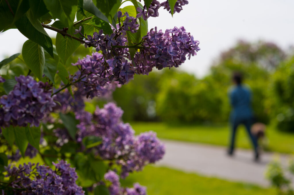 Visitors to Highland Park in Rochester, NY stroll the grounds May 09, 2012 before the start of the annual Lilac Festival there.