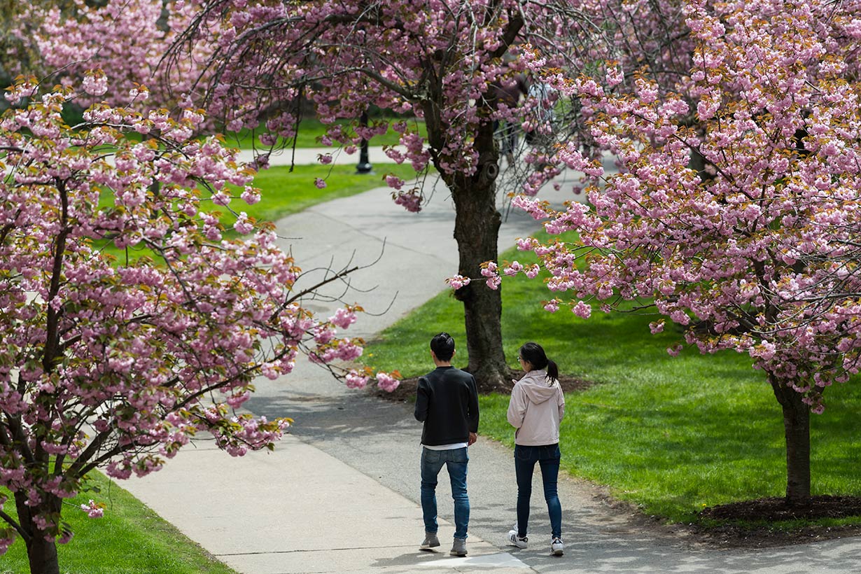 Two people walking on a path with flowering trees.